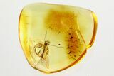 Detailed Fossil True Midge (Chironomidae) in Baltic Amber #357782-1